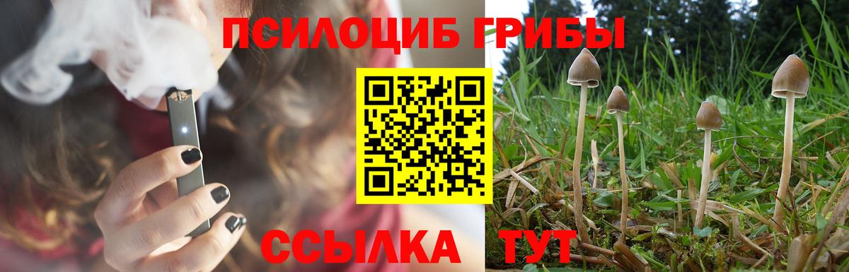 Псилоцибиновые грибы Psilocybine cubensis Салехард
